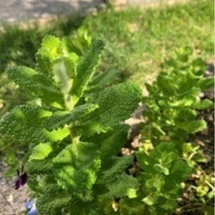 アップルミント根っこ付き♪お得量˚✧₊⁎⁺˳✧༚の画像