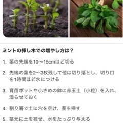 アップルミント根っこ付き♪お得量˚✧₊⁎⁺˳✧༚の画像