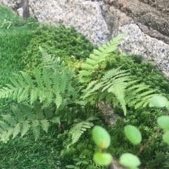 シダ植物5株　お得量˚✧₊⁎⁺˳✧༚の画像
