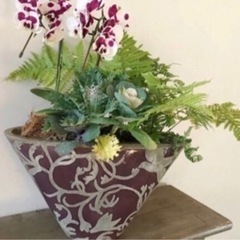 シダ植物5株　お得量˚✧₊⁎⁺˳✧༚の画像