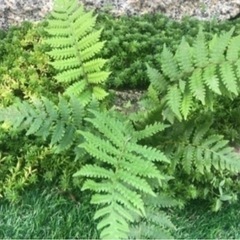 シダ植物5株　お得量˚✧₊⁎⁺˳✧༚の画像