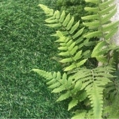 シダ植物5株　お得量˚✧₊⁎⁺˳✧༚の画像