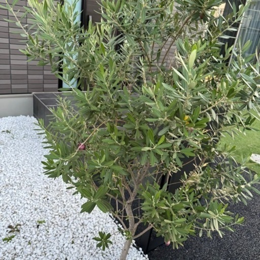 ☘️シンボルツリー オリーブの木☘️