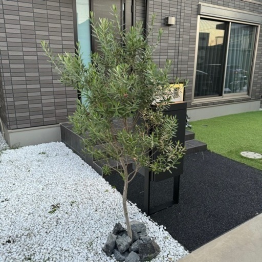 ☘️シンボルツリー オリーブの木☘️