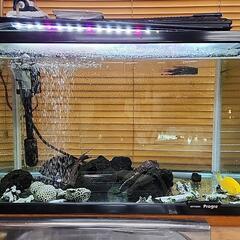 熱帯魚、水槽セット本日限定