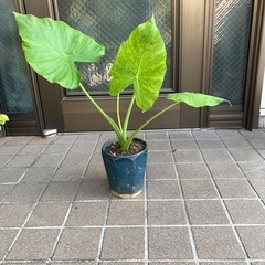 クワズイモ　高さ50センチの画像