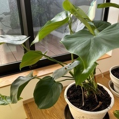 【成約済】【観葉植物】モンステラ・観葉植物鉢（1個）