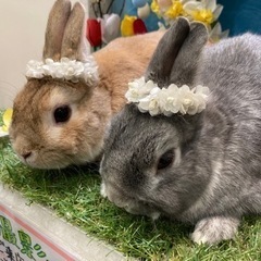お取引中です うさぎ2羽 里親募集