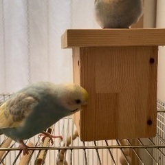 素敵な里親さんに決まりましたセキセイインコ(女の子)