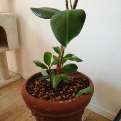 ゴムの木 観葉植物 譲ります