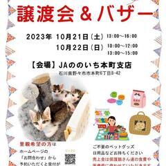 子猫の譲渡会を開催します!