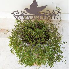 【💖Thankyou💖】ワイヤープランツ🌿観葉植物の画像