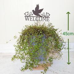 【💖Thankyou💖】ワイヤープランツ🌿観葉植物