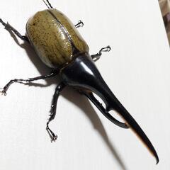 ヘラクレスオオカブト 160ミリ ペア