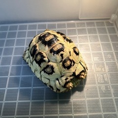 ヒョウモンリクガメ(ホワイト)【追伸】たくさんのご連絡ありがとう...