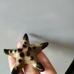 コブヒトデの画像