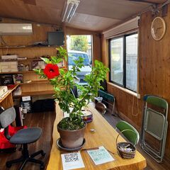 以前から興味のあった三線。@550円/50分~沖縄三線教室 三線が安い 習い事に最適　ファミリー・カップル・友達同士でどうぞ の画像