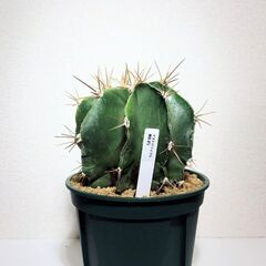 サボテン　般若（ハンニャ）の画像