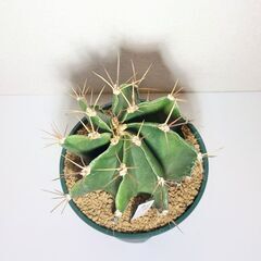 サボテン　般若（ハンニャ）の画像