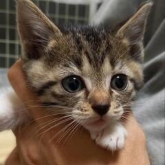 生後6週ちまちまちゃん
