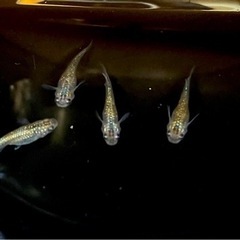 ☆ヒミツヘイキ　2ペア　☆　現物販売