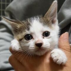 生後６週ちまちまちゃん②