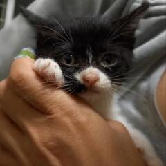 生後６週ちまちまちゃん　ハチワレ②