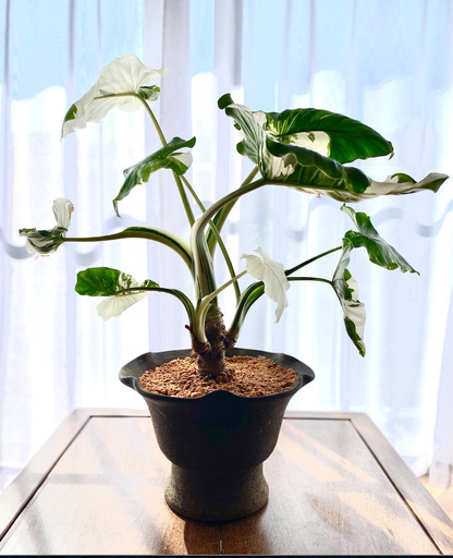 斑入り観葉植物教室！斑入りクワズイモ今が植え替えの時期で全て