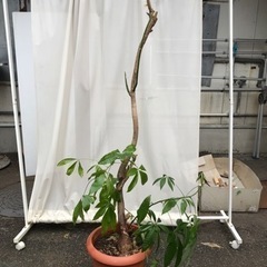 観葉植物　パキラ　160cmくらいの高さ　育ててくださる方へ