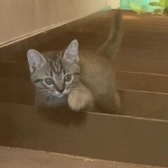 キジ猫の子猫『ほっぷ』ちゃん♪