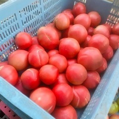 急募本日限定🍅秋トマト数量限定で在庫復活🙌
