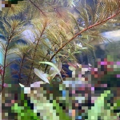 ⭐︎オレンジミリオフィラム3本　水上葉