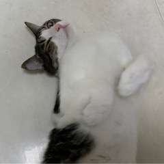 里親募集🐈🐾