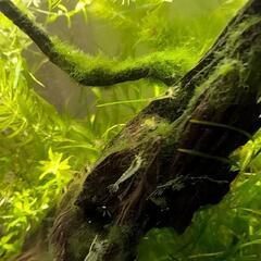 ミナミヌマエビ差し上げます