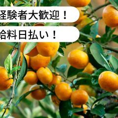 【日払い】愛媛県宇和島市吉田町でみかんの収穫・運搬のお仕事！【単...