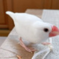 文鳥を捜しています！