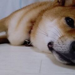＜住み込み求人＞◆！時給1300円！◆製造スタッフ大募集◆30代...