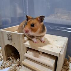 決まりました☆　ゴールデンハムスター　