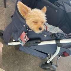 犬用バギーの画像