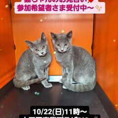 10/22(日)譲渡会。7月生ロシアンブルー兄妹(⋈◍＞◡＜◍)...