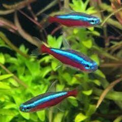 カージナルテトラ１０匹　他熱帯魚数種類