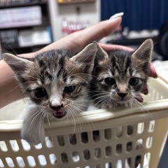 可愛い子猫を保護しました。里親募集です。