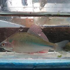 カネヒラ　タナゴの画像