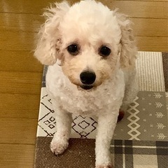 ⭐︎里親さん決定しました⭐︎5歳の女の子『ぎんちゃん』