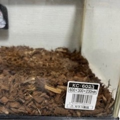 ❤️値下げ❤️リクガメケージ🐢 の画像
