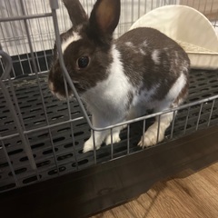 3歳のメスのウサギです