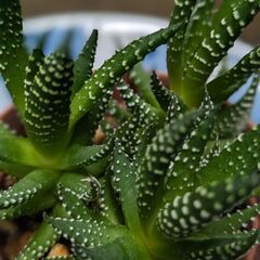十二の巻？！【多肉植物】②の画像