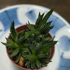 十二の巻？！【多肉植物】②の画像