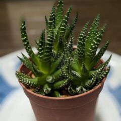十二の巻？！【多肉植物】②