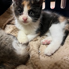 ミケ子猫